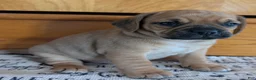 Puggle dogs for sale: Kobe  - Ad 6
