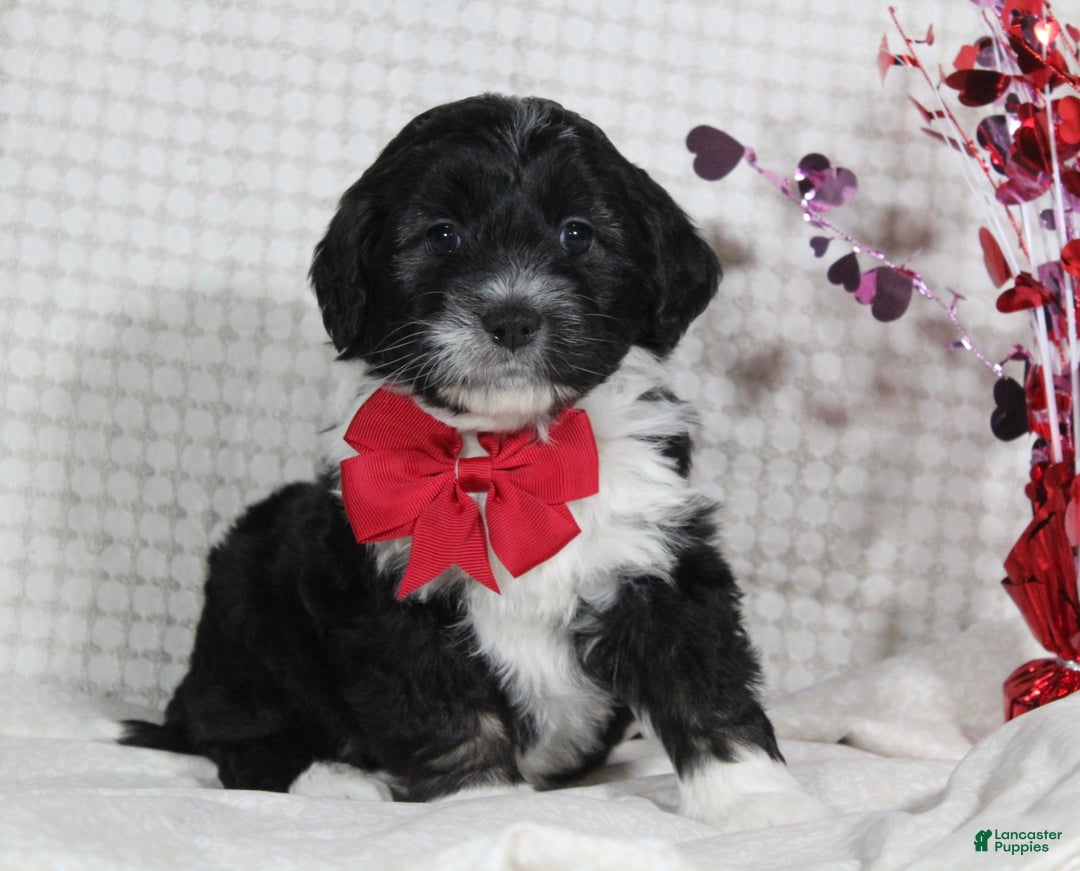 Mini Aussiedoodle dogs for sale: Ollie - Ad 1