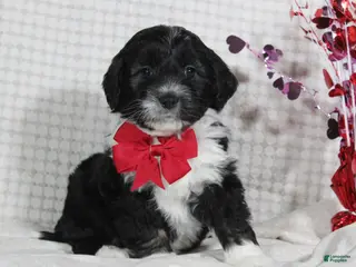 Mini Aussiedoodle dogs Ollie - Ad 41