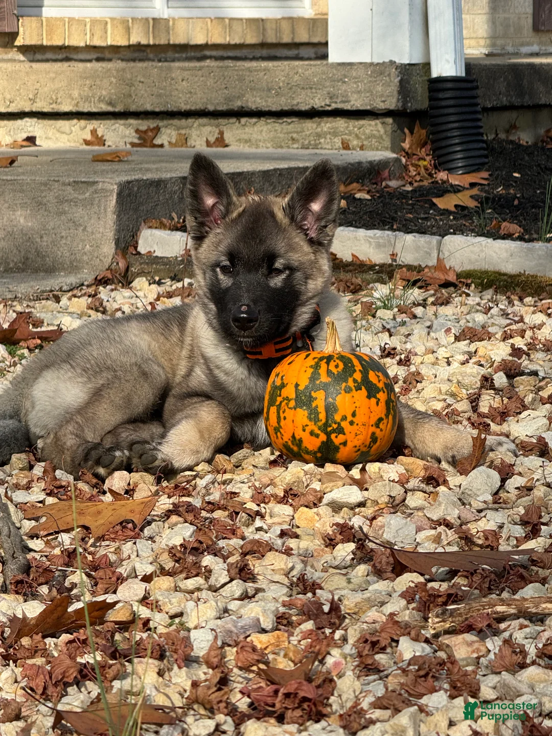 Norwegian Elkhound dogs for sale: Norwegian Elkhound Puppy 1 - Ad 3