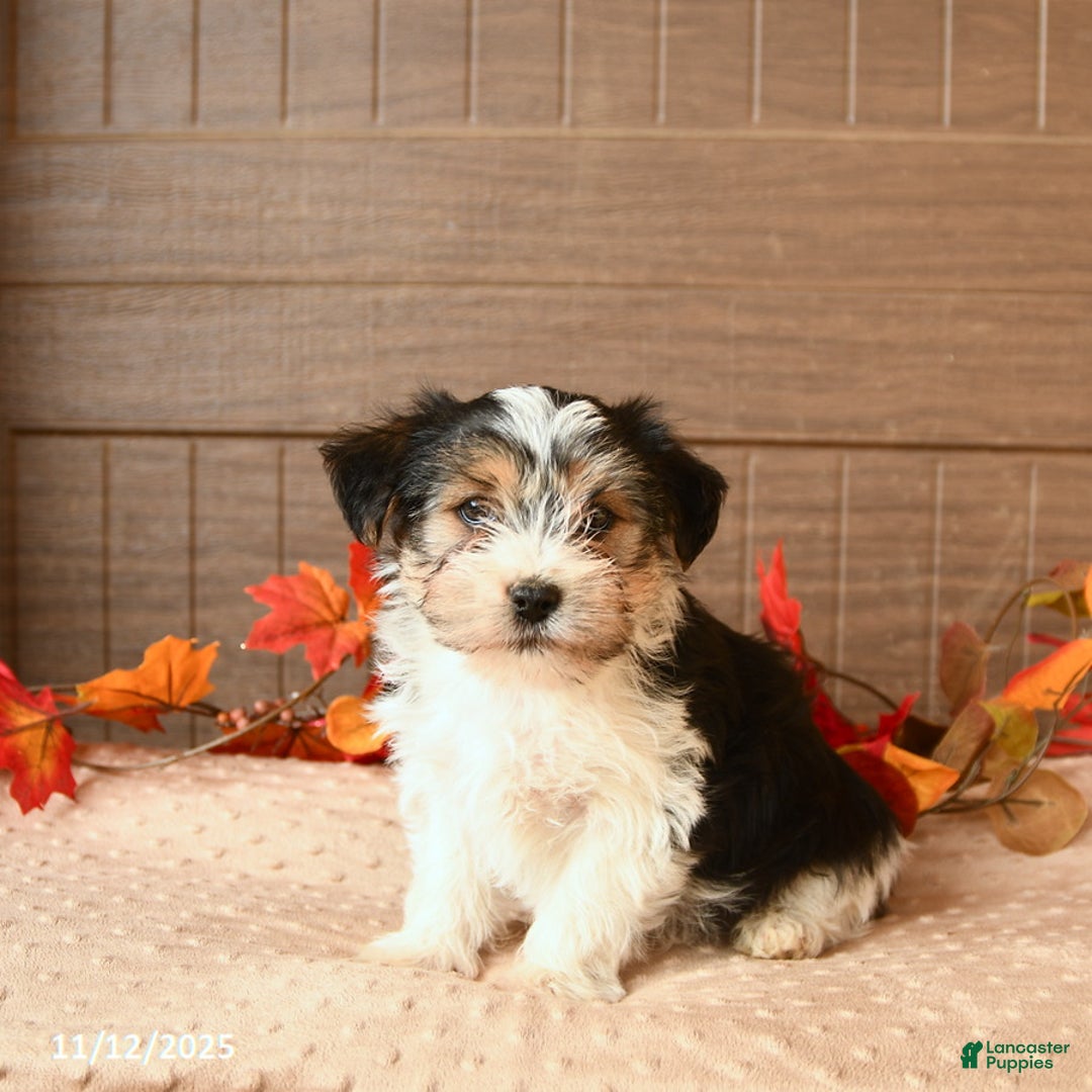 Morkie dogs for sale: Jack  - Ad 2