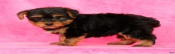 Yorkshire Terrier dogs for sale: Benji - Ad 9