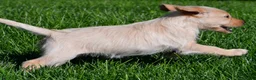 Labradoodle dogs for sale: Sadie - Ad 6