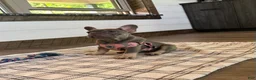 French Bulldog dogs for sale: Violet - Ad 11