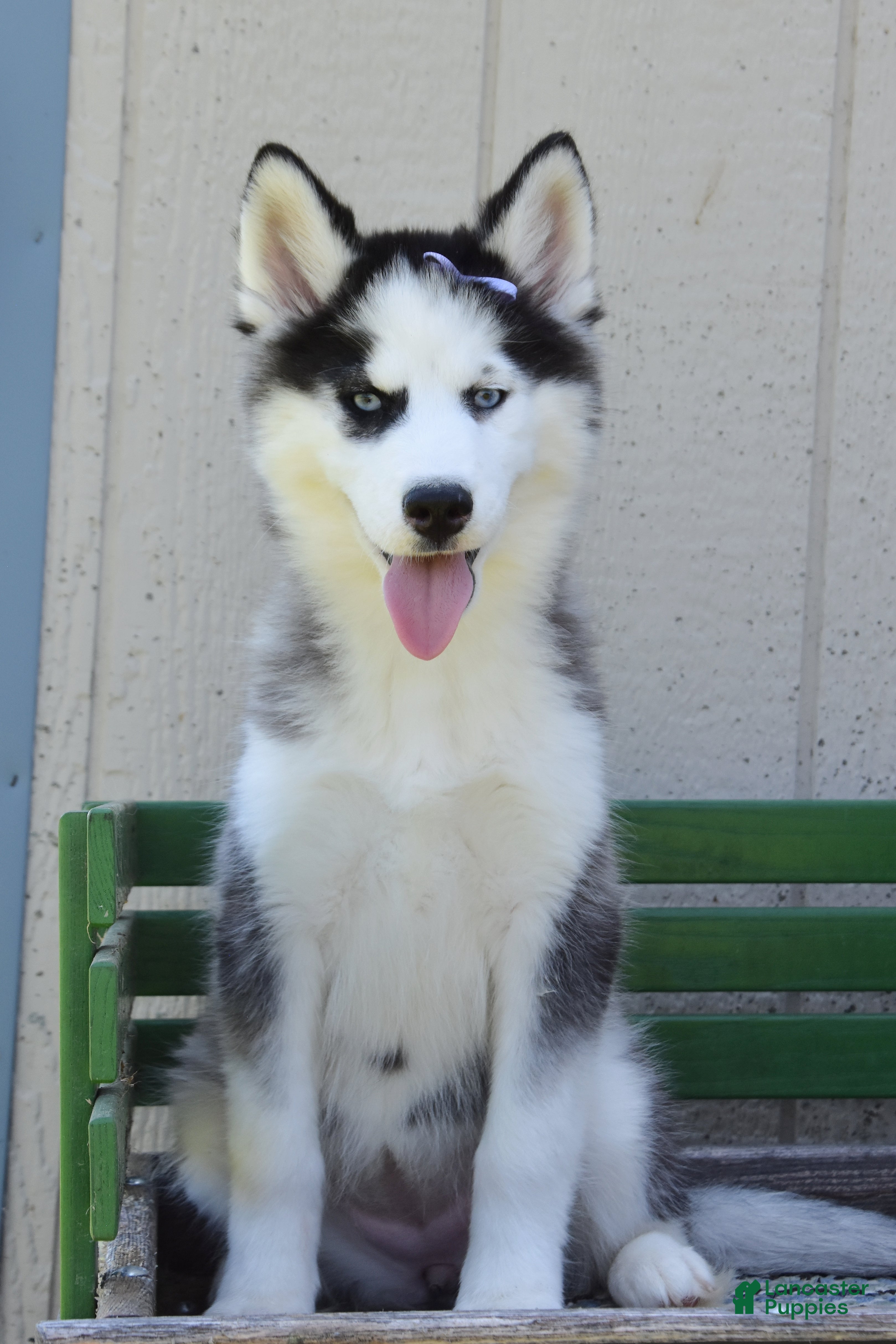 Siberian Husky dogs Henrietta  - Ad 2