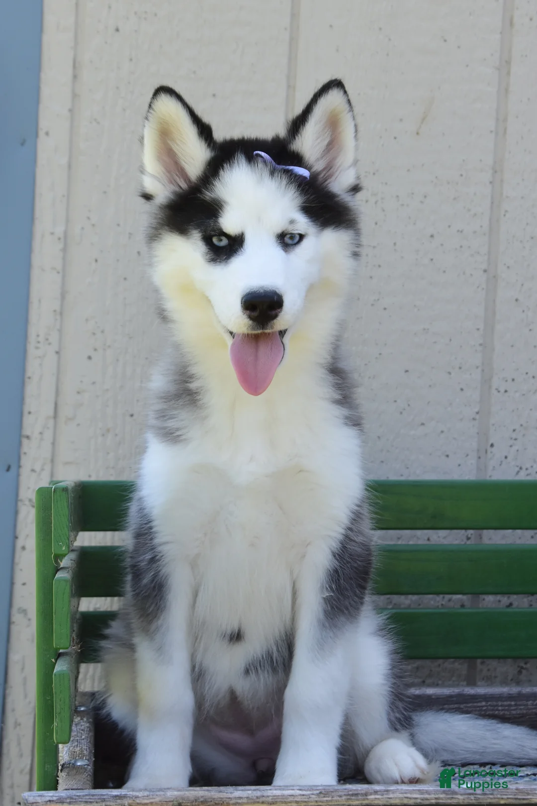 Siberian Husky dogs for sale: Henrietta  - Ad 2