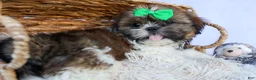 Shih Tzu dogs for sale: RUSTY - Ad 10