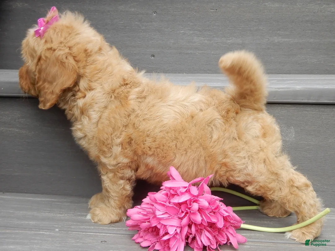 Mini Goldendoodle dogs for sale: Indy - Ad 2