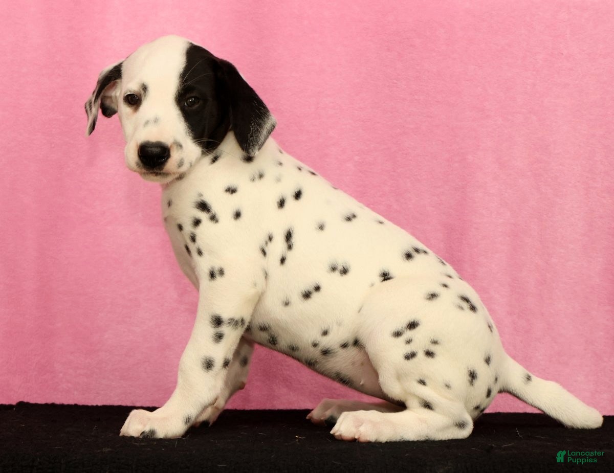 Dalmatian dogs Jingle - Ad 2