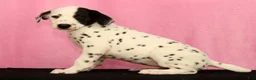 Dalmatian dogs for sale: Jingle - Ad 2