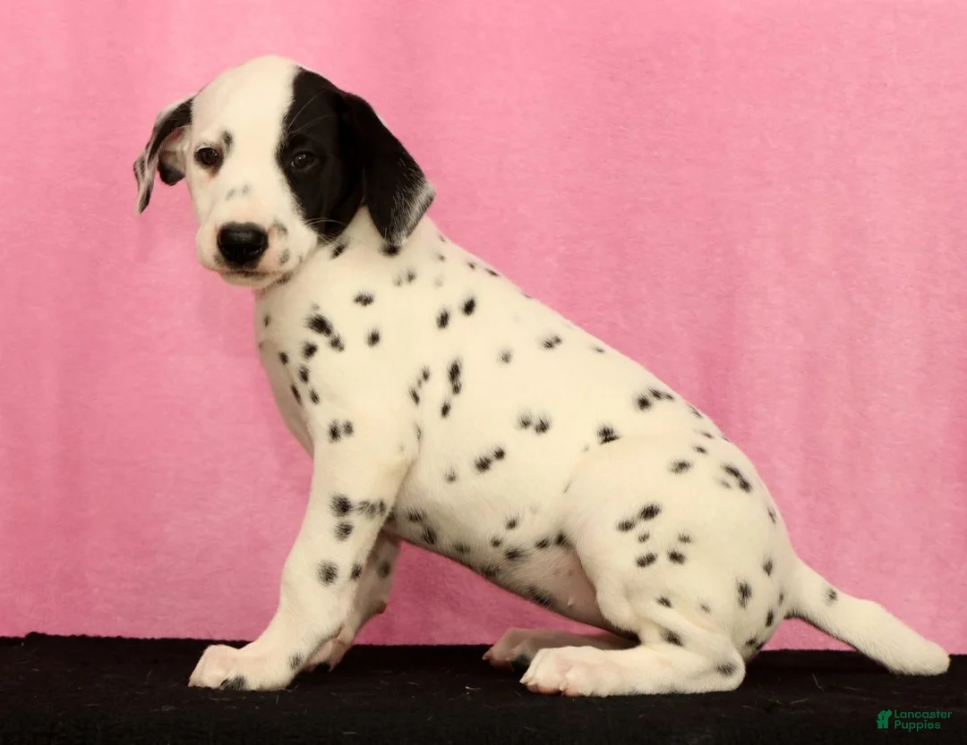 Dalmatian dogs for sale: Jingle - Ad 2