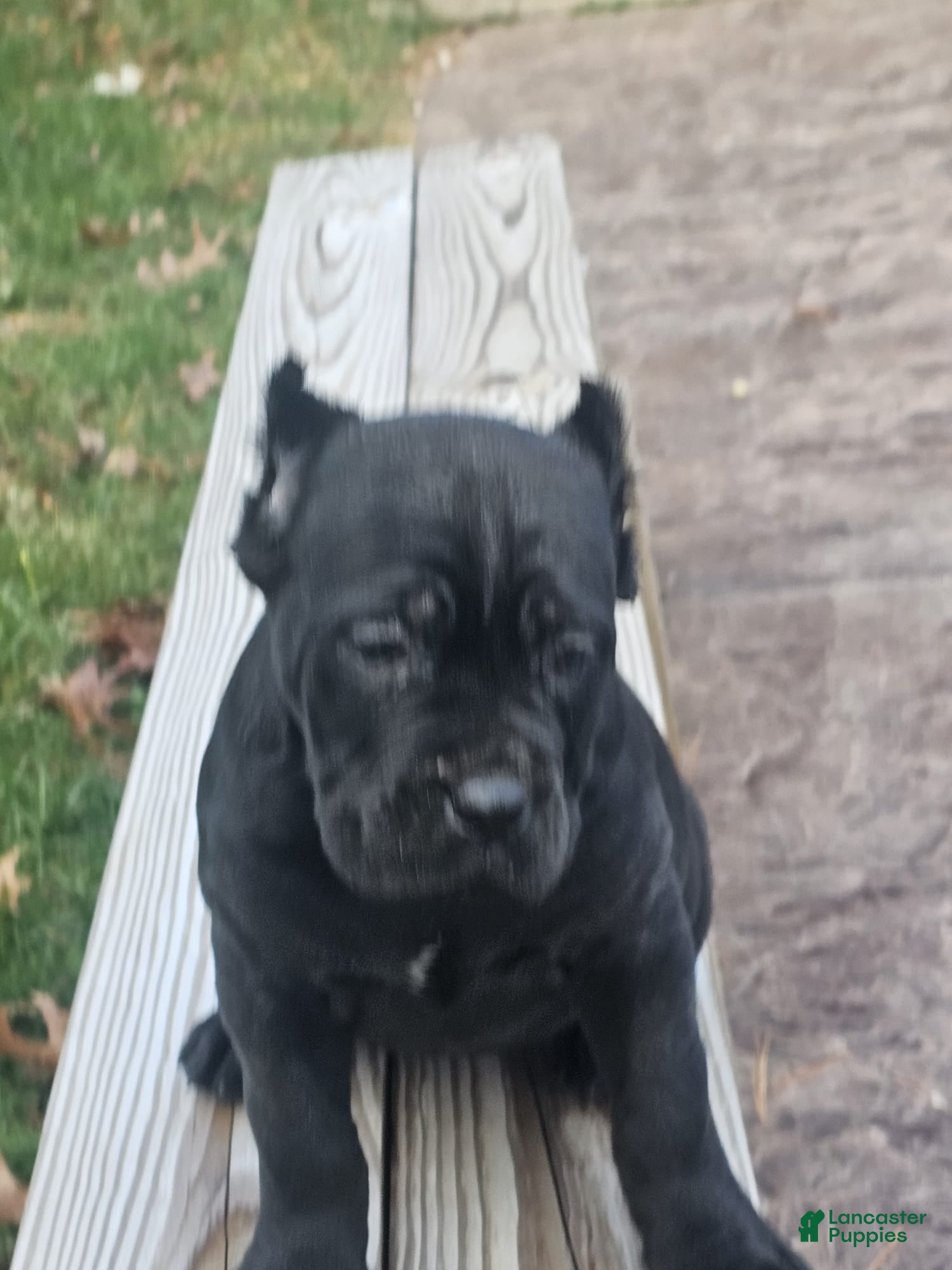 Cane Corso dogs GRACE - Ad 3