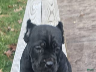 Cane Corso dogs GRACE - Ad 9