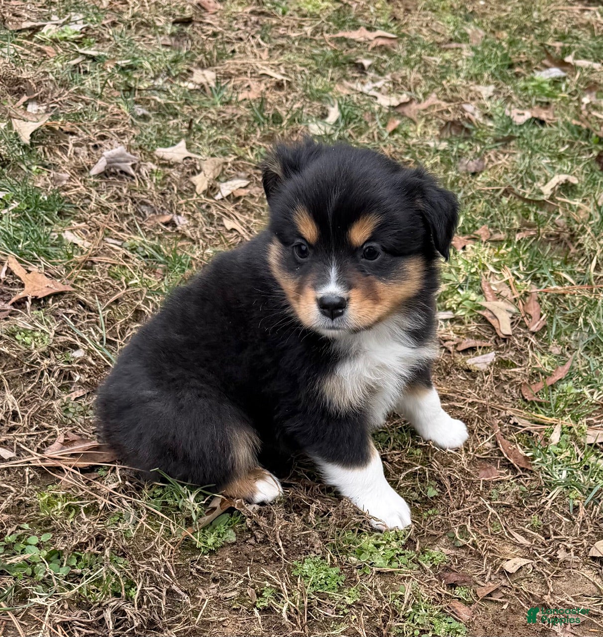 Australian Shepherd dogs Trixie - Ad 1
