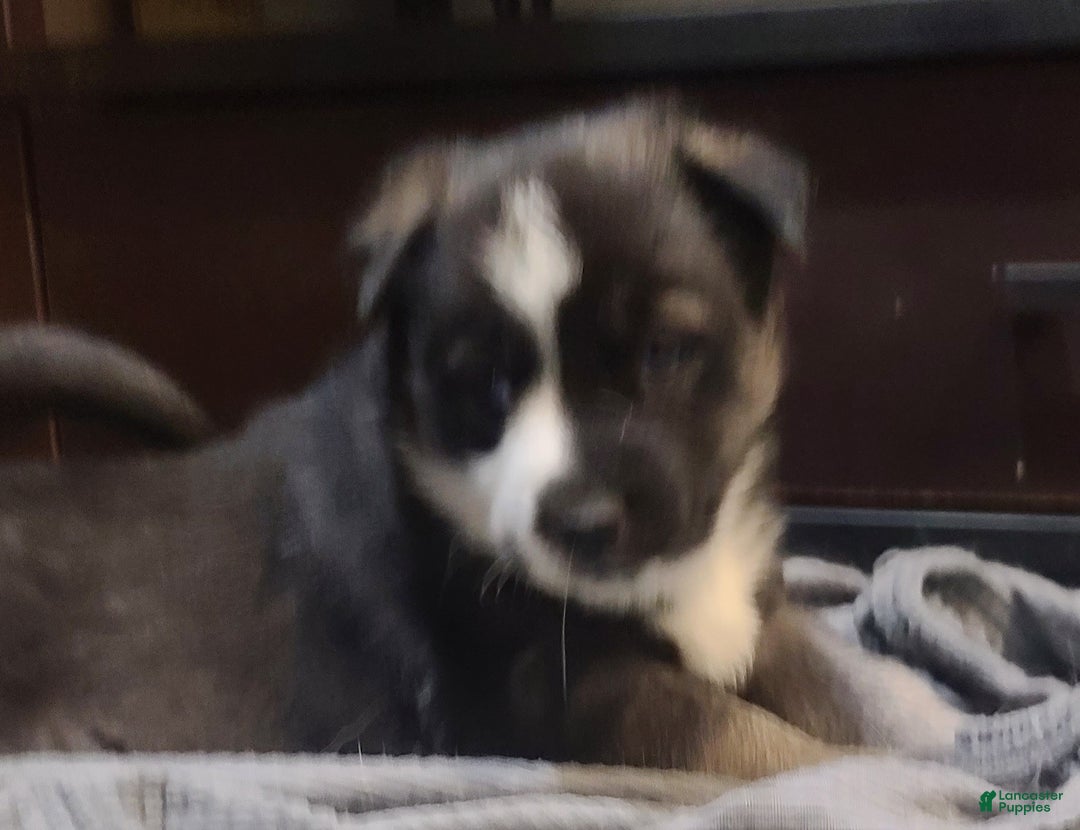 Pomsky dogs for sale: Capu - Ad 6