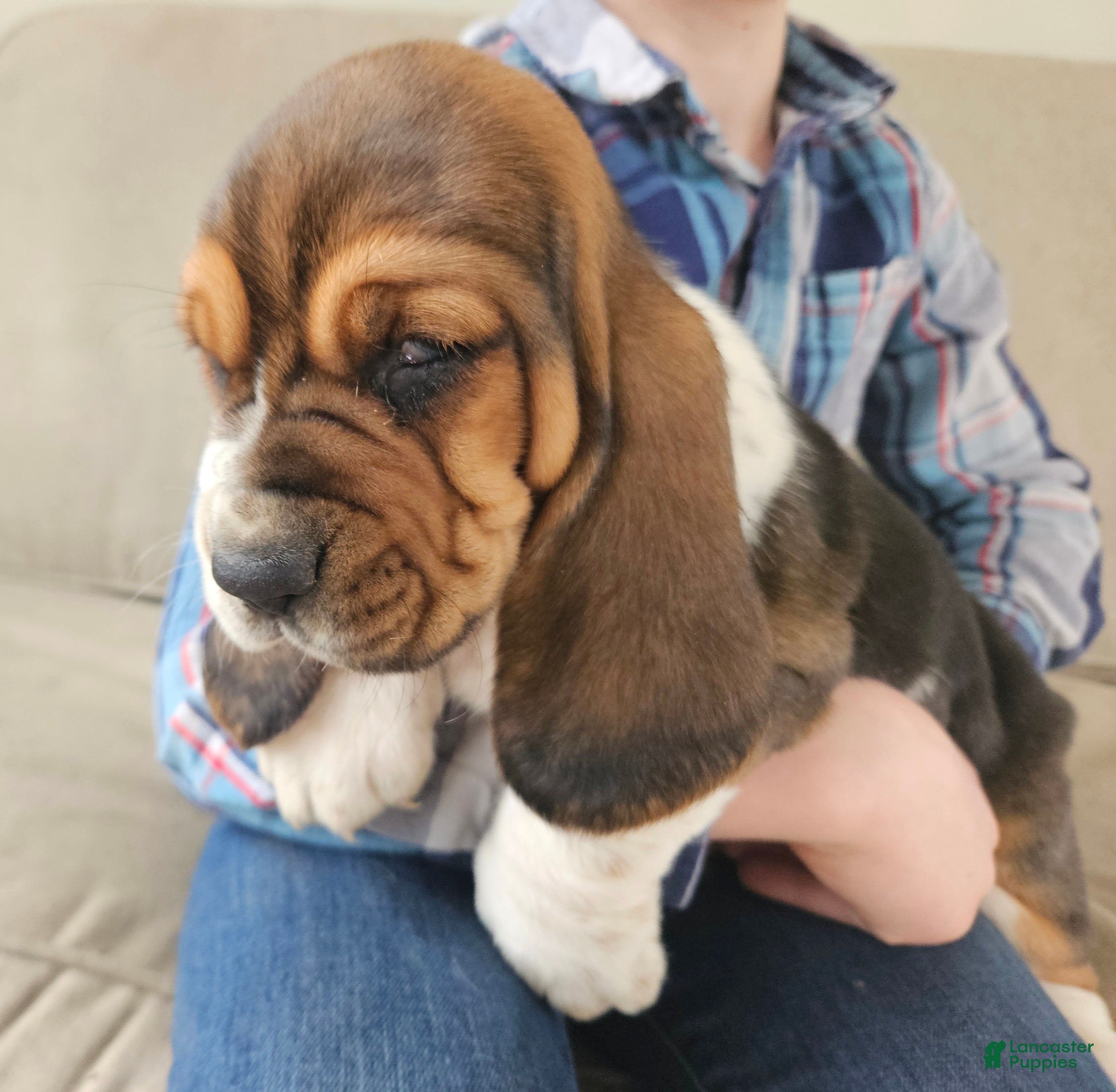 Basset Hound dogs Moose - Ad 1