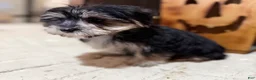 Morkie dogs for sale: Bridgette  - Ad 8