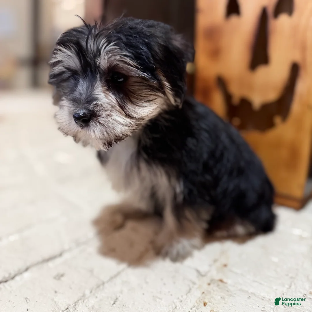 Morkie dogs for sale: Bridgette  - Ad 8