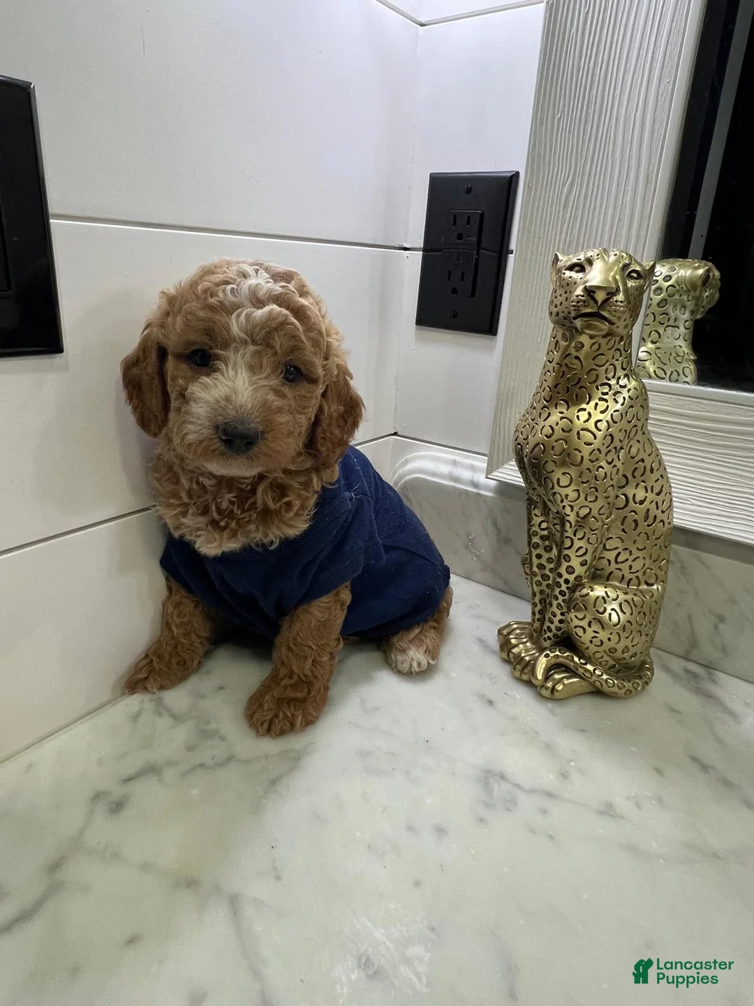Toy Poodle dogs for sale: Biscuit 🤎 - Ad 2