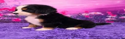 Bernese Mountain Dog dogs for sale: Denali - Ad 3