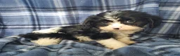 Cavapoo dogs for sale: Oreo - Ad 1