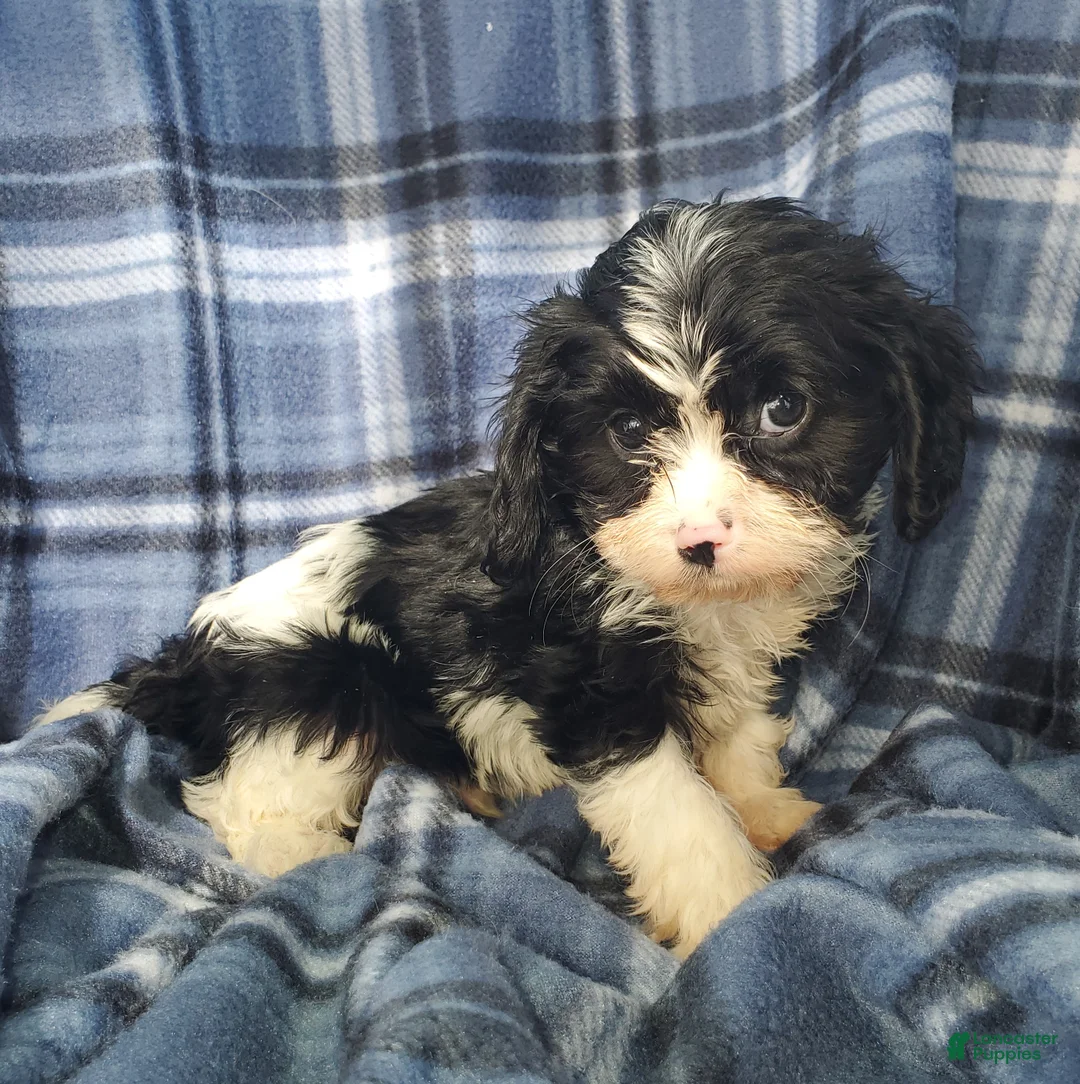 Cavapoo dogs for sale: Oreo - Ad 1