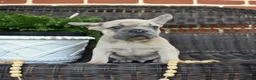 French Bulldog dogs for sale: Cash - Ad 4