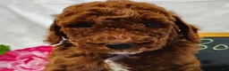 Mini Goldendoodle dogs for sale: Bubbles - Ad 2