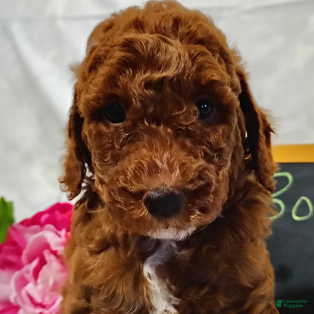 Mini Goldendoodle dogs for sale: Bubbles - Ad 2