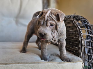 Shar Pei dogs - Ad 2