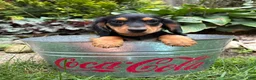 Dachshund dogs for sale: Remington - Ad 3