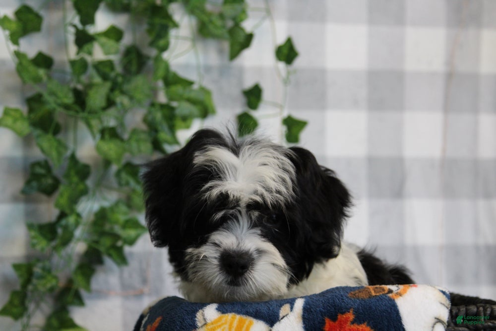 Bichpoo dogs for sale: Dasher - Ad 1