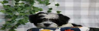 Dasher