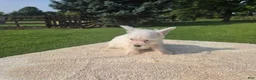 West Highland Terrier dogs for sale: West Highland female 2 - Ad 2