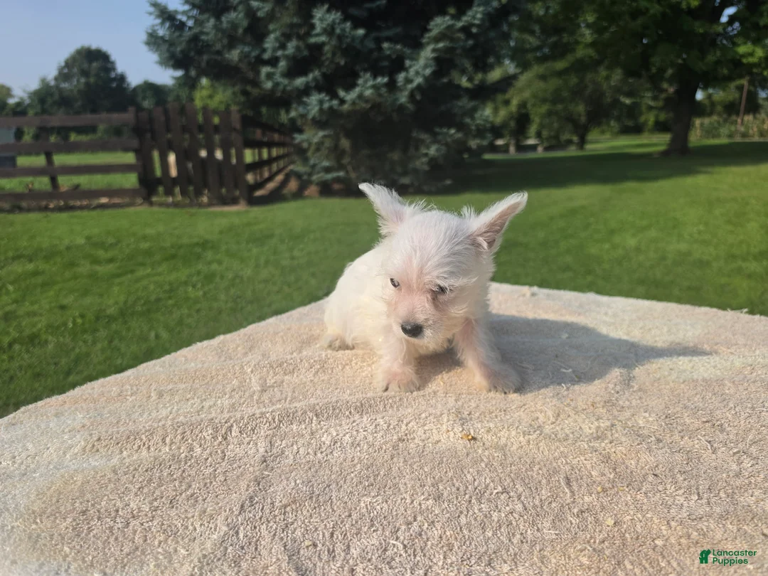 West Highland Terrier dogs for sale: West Highland female 2 - Ad 2