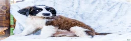 Saint Bernard dogs for sale: Jody - Ad 10