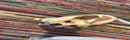 Mixed Breed dogs for sale: Mixed Breed 3 - Ad 3