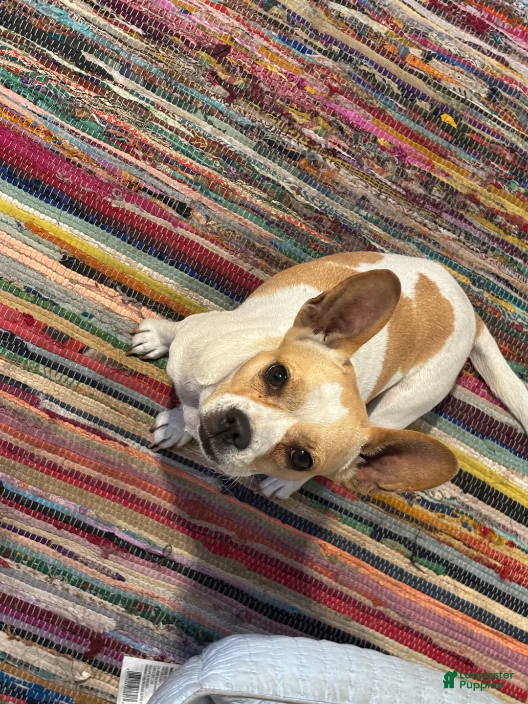 Mixed Breed dogs for sale: Mixed Breed 4 - Ad 2
