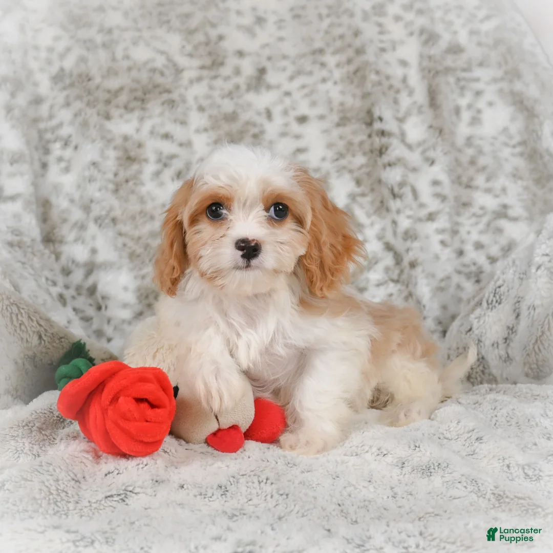 Havanese dogs for sale: Hazel - Ad 1