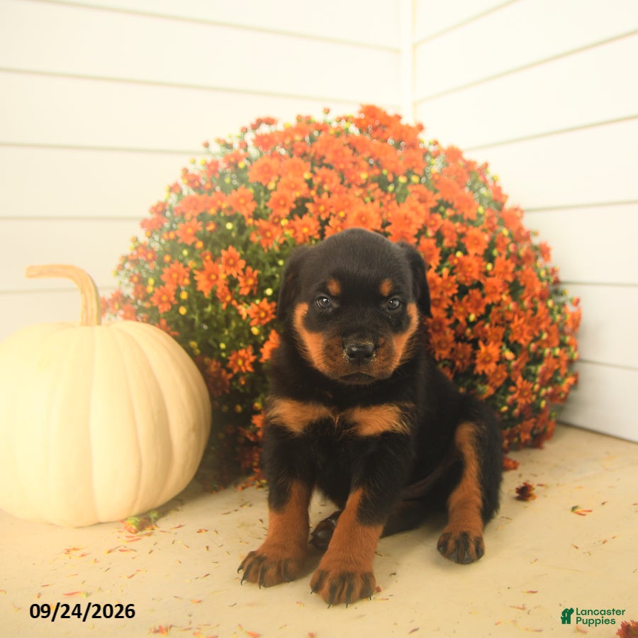 Rottweiler dogs Prince   - Ad 2