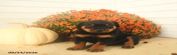 Rottweiler dogs for sale: Prince   - Ad 2