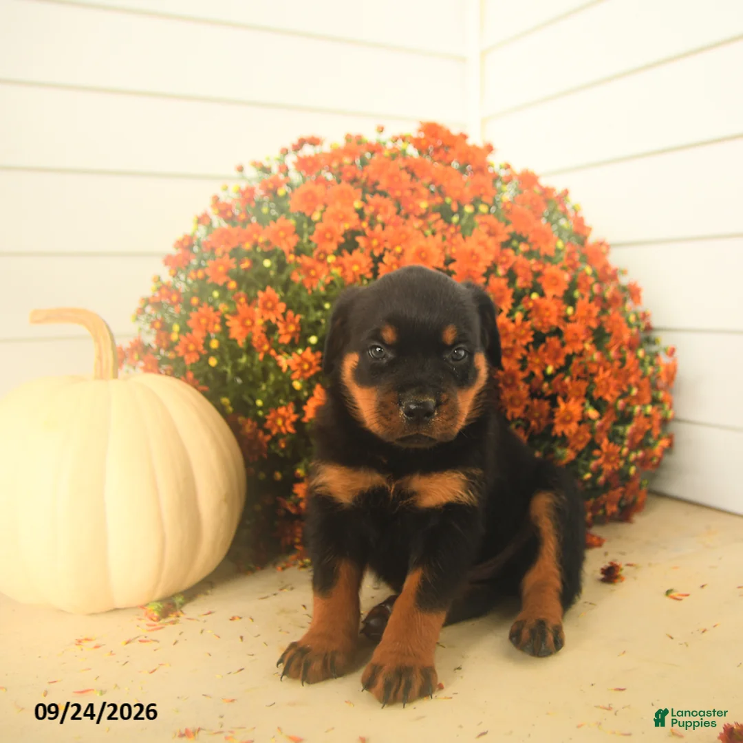 Rottweiler dogs for sale: Prince   - Ad 2