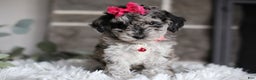 Miniature Poodle dogs for sale: Joy - Ad 1