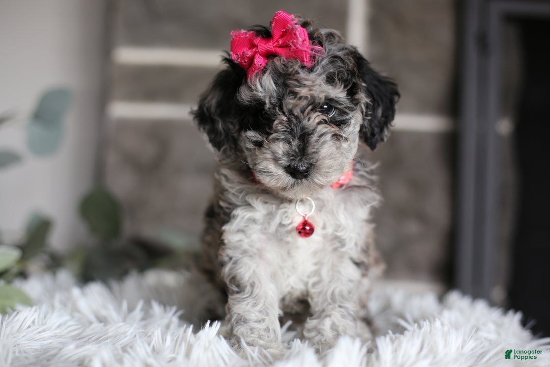 Miniature Poodle dogs for sale: Joy - Ad 1