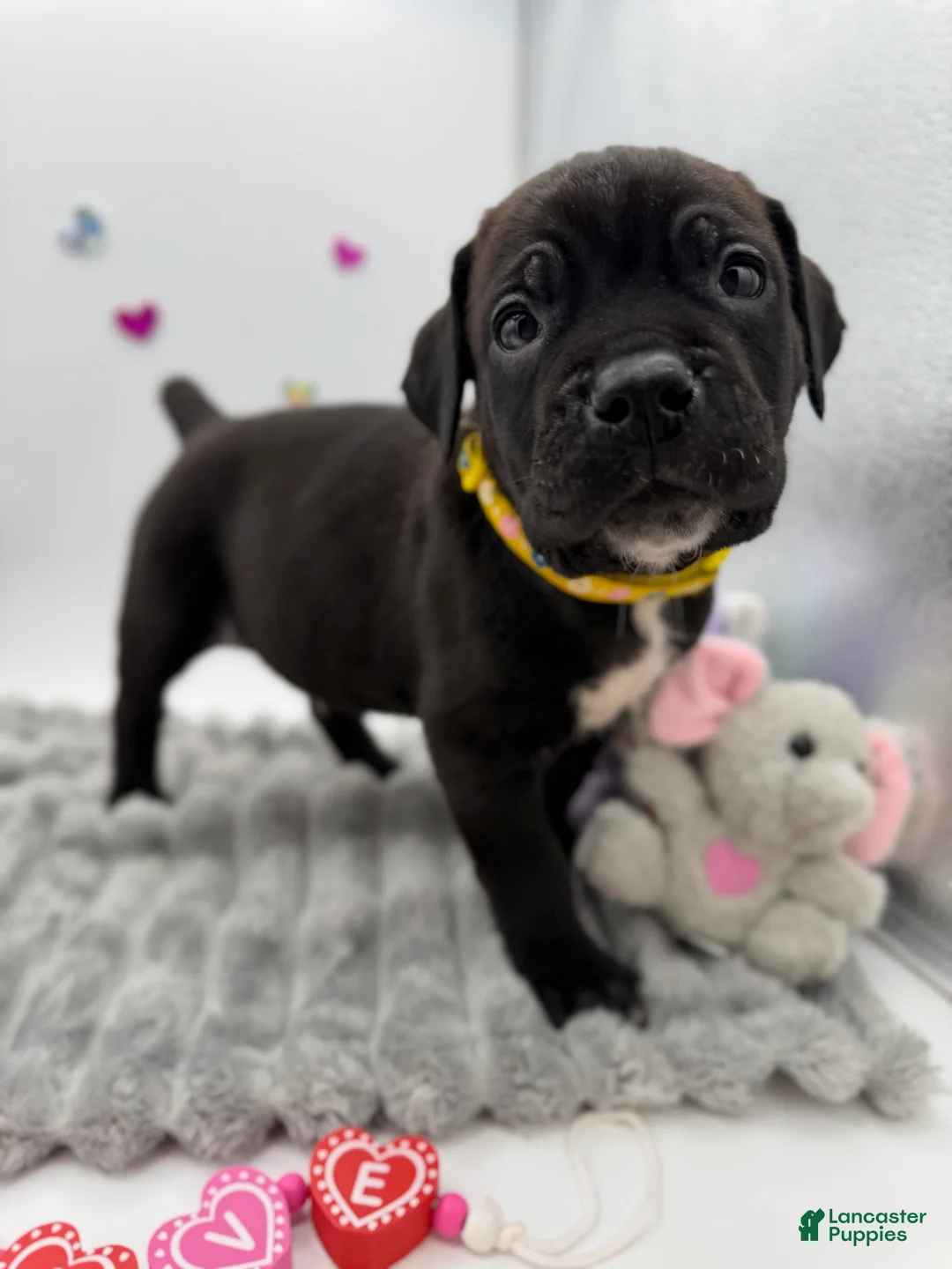 Cane Corso dogs for sale: Cane Corso Puppy 1 - Ad 5