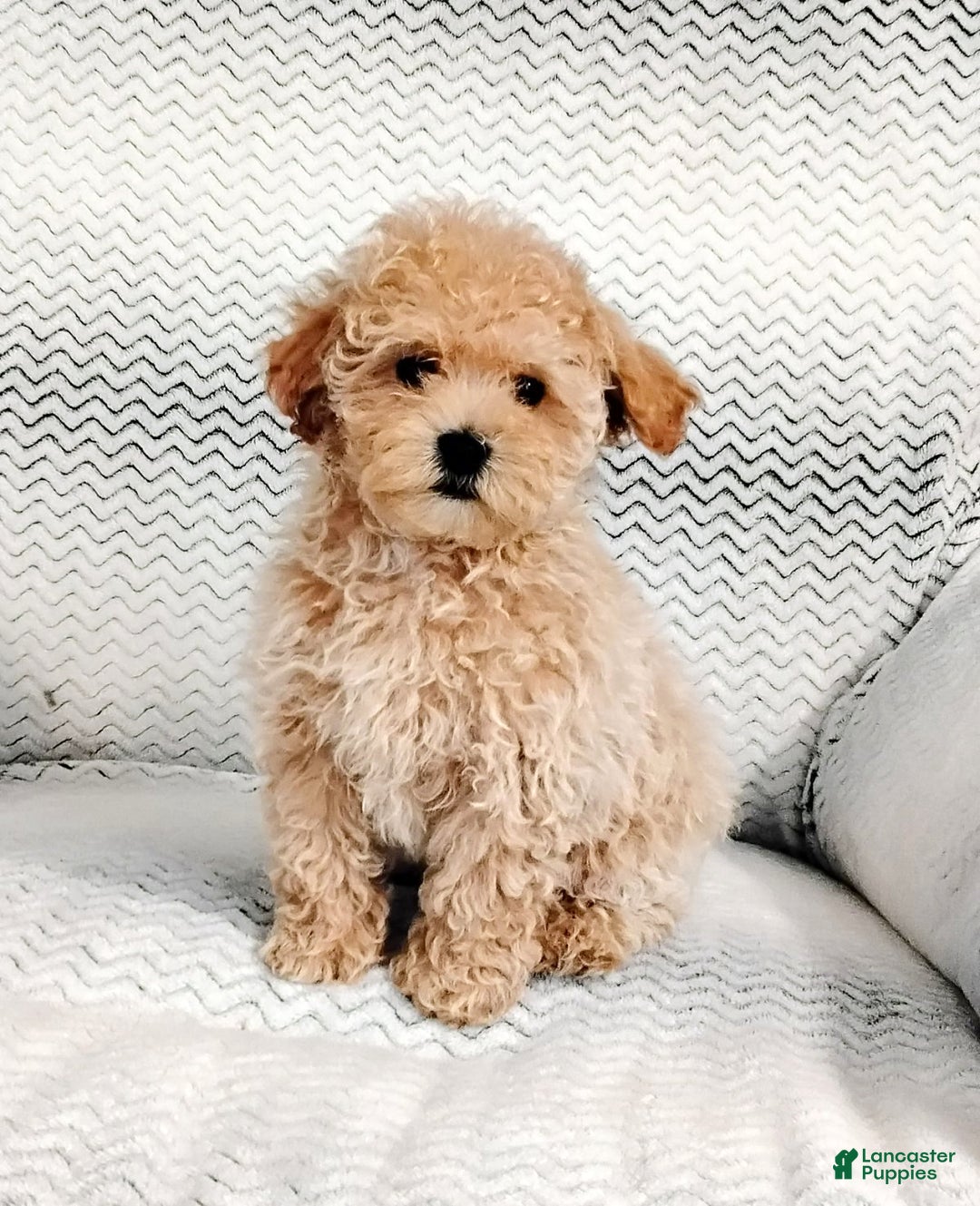 Maltipoo dogs for sale: Anita - Ad 5