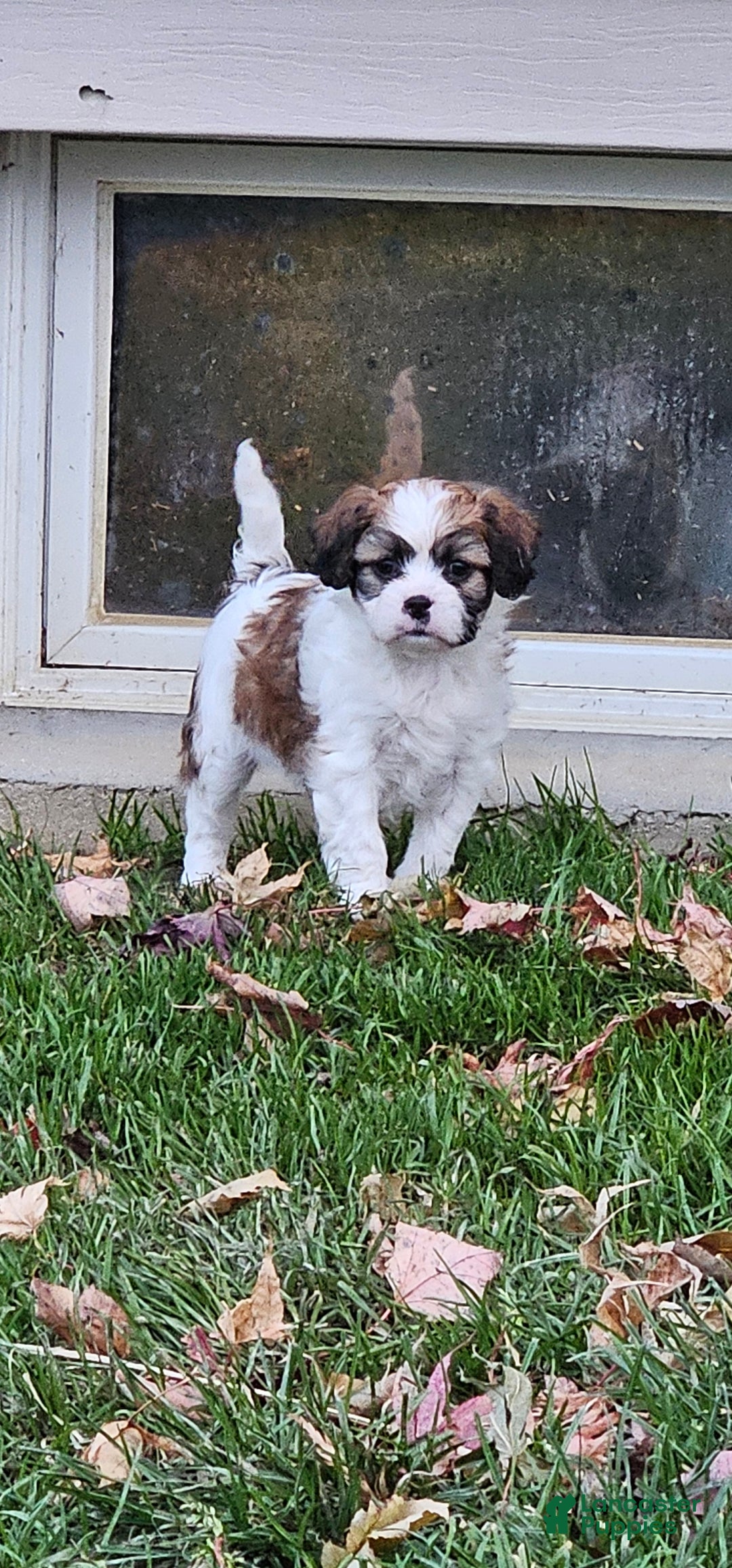 Mixed Breed dogs for sale: Biscuit  - Ad 2