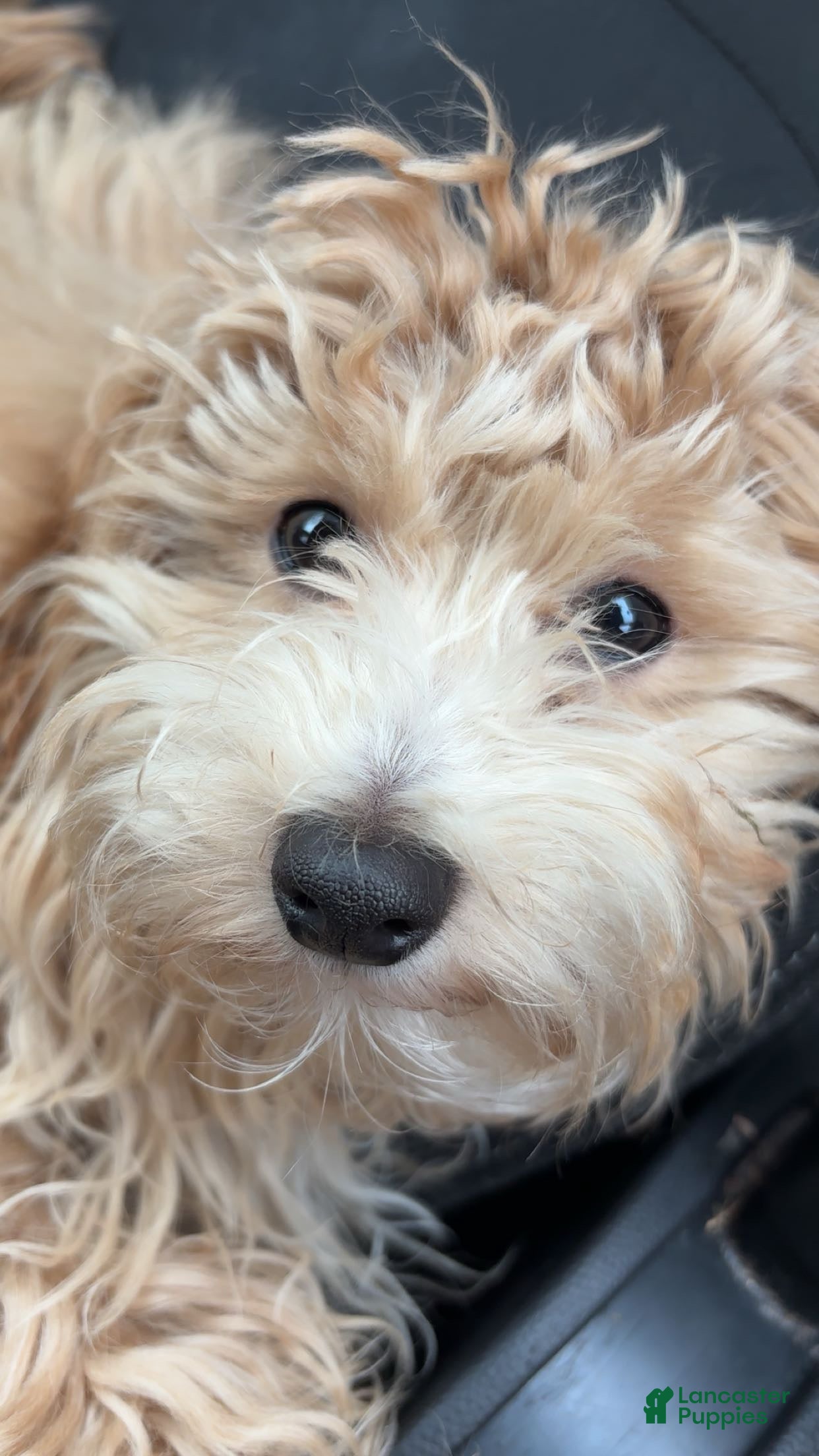 Maltipoo dogs Maltipoo Leo - Ad 41