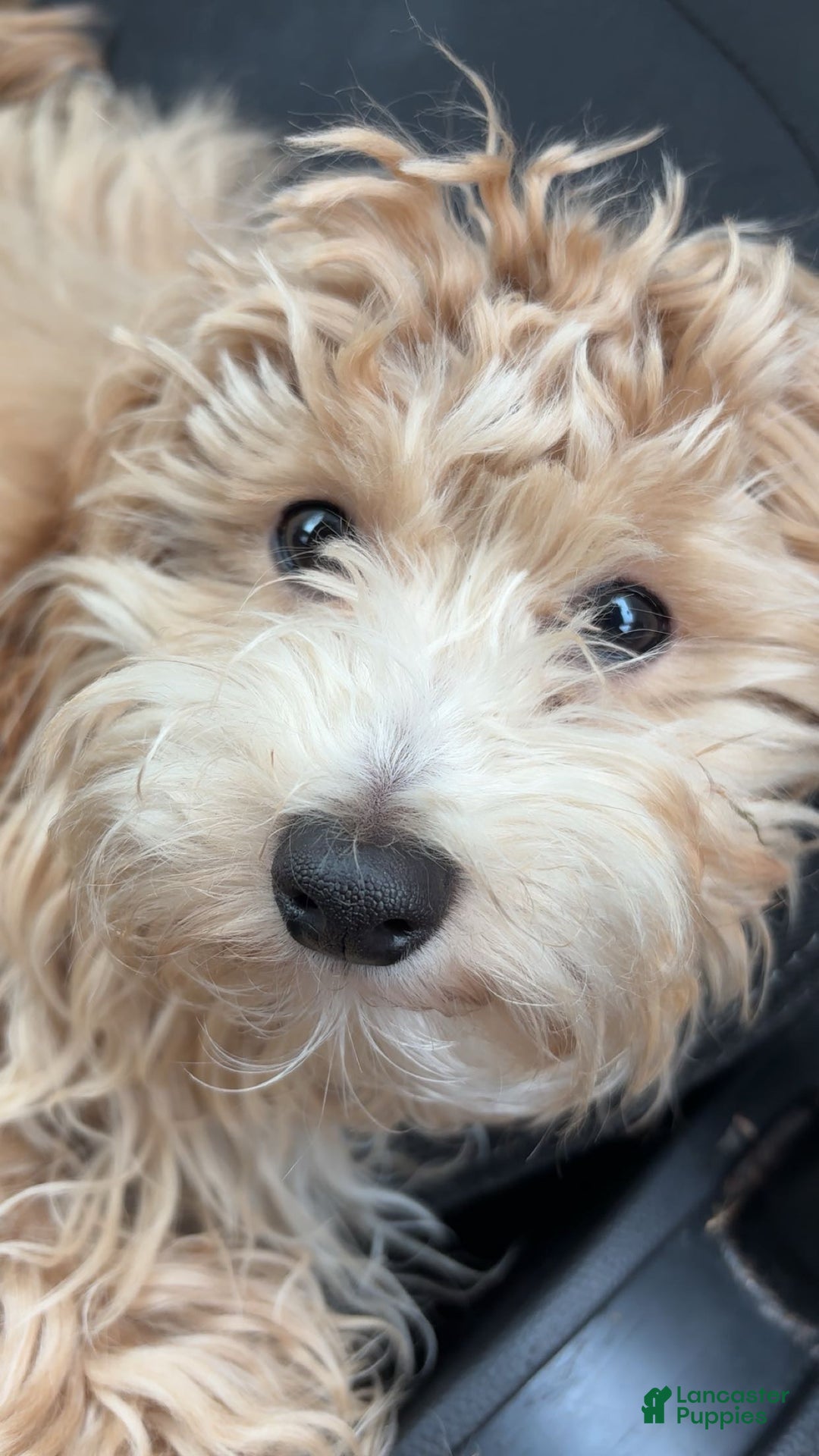 Maltipoo dogs for sale: Maltipoo Leo - Ad 1