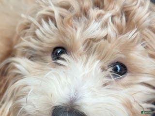 Maltipoo dogs Maltipoo Leo - Ad 41